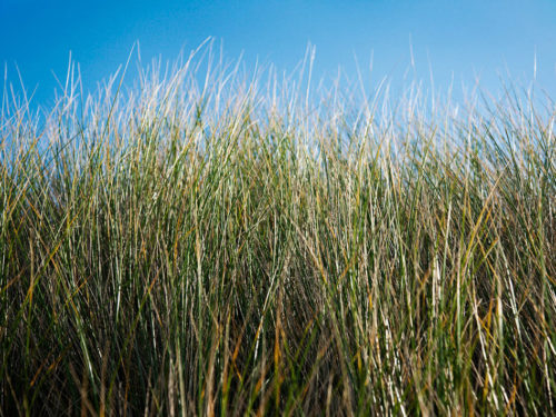 PaulMcGuckin-800 Donegal Beach Grass